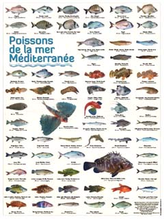 affiche poster planche poissons