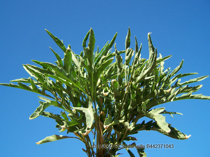 roquette sauvage, diplotaxis tenuifolia 